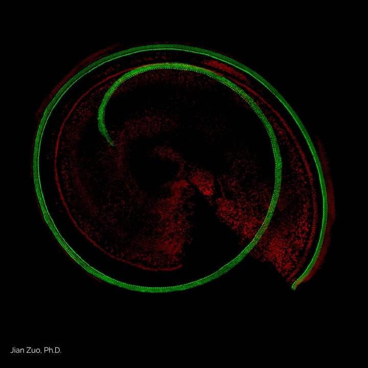 Jian Zuo, Ph.D., and his colleagues induced supporting cells located in the inner ear of adult mice to take on the appearance of immature hair cells and to begin producing some of the signature proteins of hair cells.
