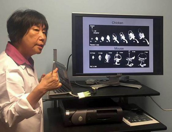 Doris Wu, Ph.D.(Slide images from Bissonnette & Fekete, 1996; Morsli et al, 1998)