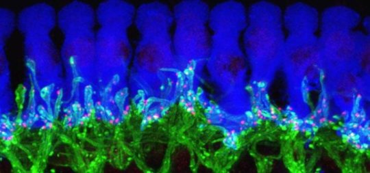 This microscope image of tissue from deep inside a normal mouse ear shows how ribbon synapses (red) form the connections between the hair cells of the inner ear (blue) and the tips of nerve cells (green) that connect to the brain. Credit: Corfas lab - University of Michigan
