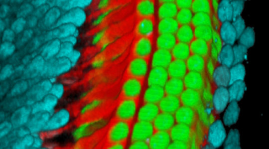 This microscopic view of cells deep within the ear of a newborn mouse show in red and blue the supporting cells that surround the hair cells (green) that send sound signals to the brain. New research shows that the supporting cells can regenerate if damaged in the first days of life, allowing hearing to develop normally. This gives new clues for potential ways to restore hearing. Credit: Guoqiang Wan, Univ. of Michigan