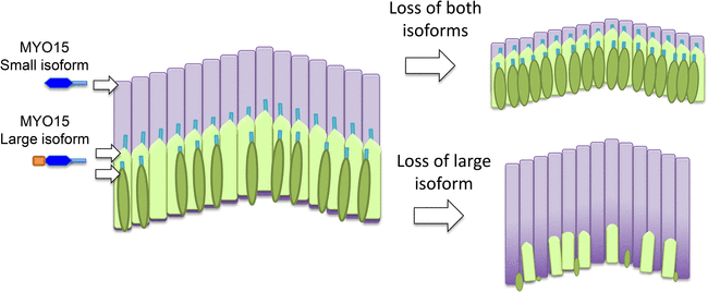 Figure 1: The roles of the two isoforms of myosin 15 (MYO15) in hair bundles. Left: Schematic depiction showing the three rows of stereocilia in a normal hair bundle, with the first row (dark green) being the shortest and the third row (pale purple) being the tallest. This difference in height results in a characteristic staircase-like structure. The stereocilia in the first two rows mediate the process of mechanotransduction, and the large isoform of myosin 15 localizes to the tips of these stereocilia; the small isoform is found primarily in the taller stereocilia in the third row. Right: When both isoforms are defective or absent, the stereocilia in the third row do not reach their normal height (top). If the N-terminal extension in the large isoform is absent in mice, hair bundles form normally but some of the stereocilia in the first two rows degenerate in older animals (bottom). The large isoform of myosin 15 has a large extension (shown in orange) at its N-terminus.