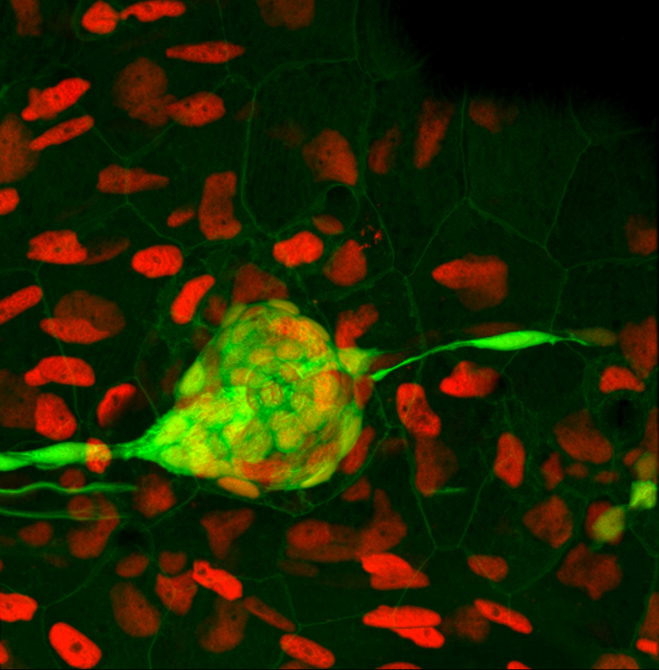 A neuromast sensory structure (green) of the zebrafish lateral line, which helps the fish detect water movement, is shown among surrounding cells (cell nuclei in red). Credit: Piotrowski Lab, Stowers Institute for Medical Research