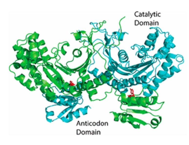 A 3D model of the HARS enzyme, including the catalytic site (where the reaction occurs) and the anticodon site (the part that starts protein synthesis through RNA transcription).