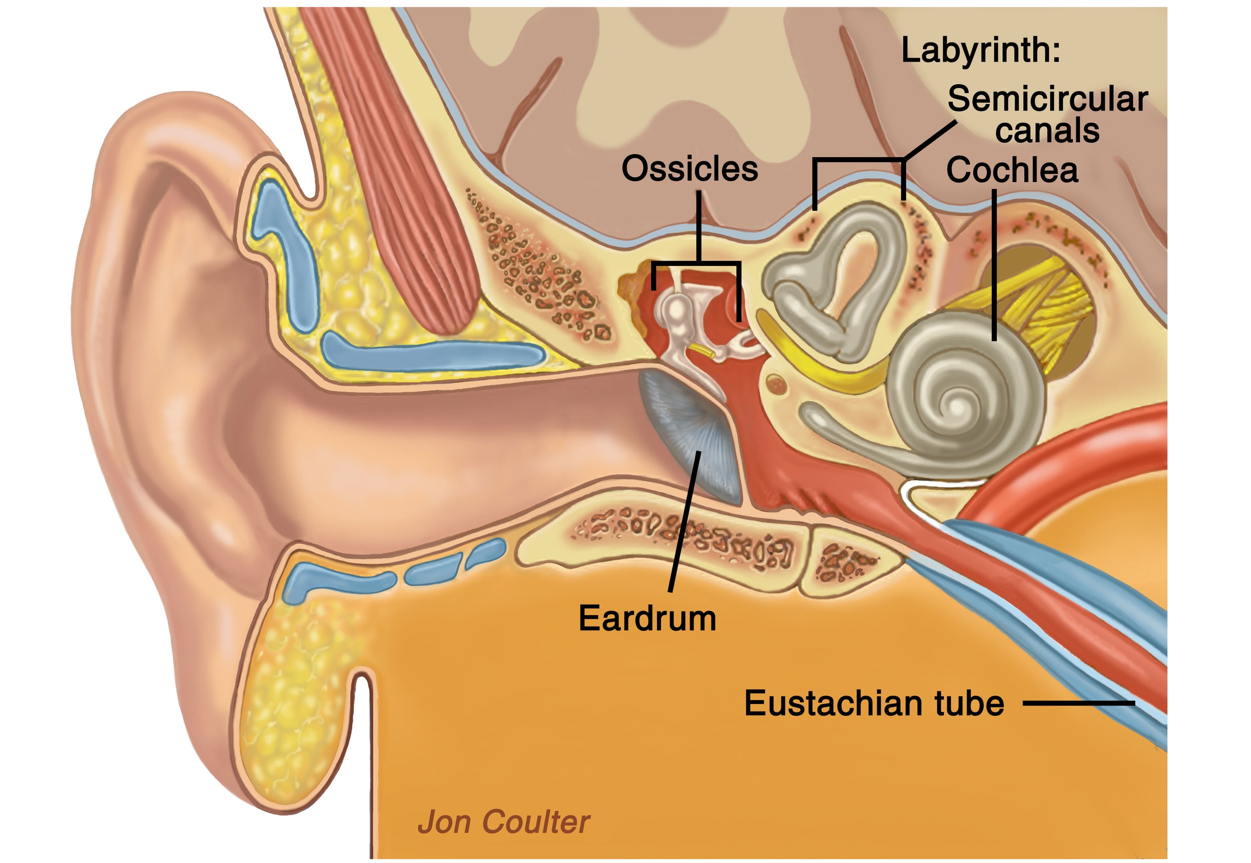 Улитка и слуховой нерв. Внутреннее ухо строение. Болезнь Меньера.