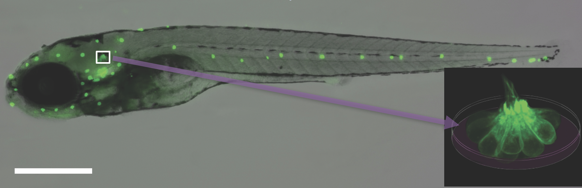 Mature lateral line hair cells from larval zebrafish (shown with the neuromast sensory organ enlarged) serve as a platform for studying drugs and genes that modulate hair cell susceptibility to ototoxic agents.