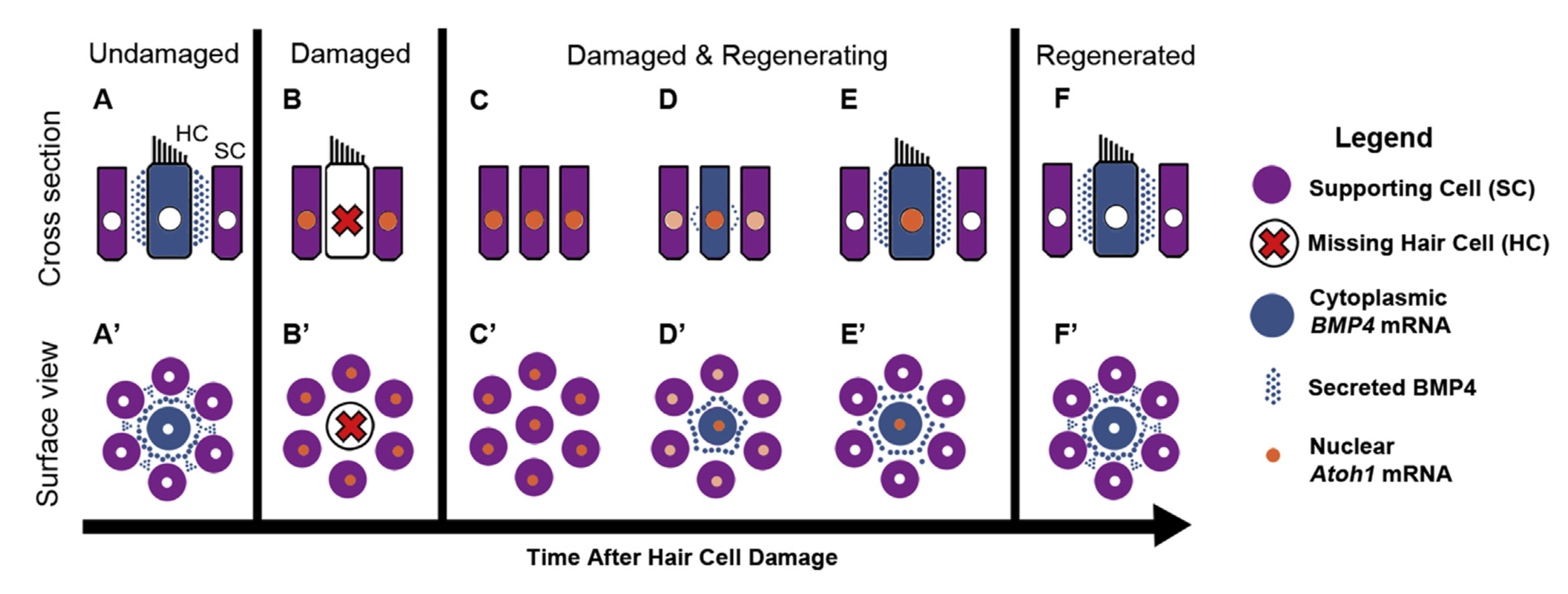 This schematic depicts our current ideas for how BMP4 regulates ATOH1 expression and therefore hair cell regeneration in the avian hearing organ. It shows (from left) typical hair cells, hair cell damage, and hair cell regeneration. Typical hair cells secrete BMP4. When hair cells die, BMP4 signaling is reduced, which allows ATOH1 to be expressed in supporting cells and pushes supporting cells to turn into hair cells. The newly regenerated hair cells secrete BMP4, suppressing ATOH1 in supporting cells and restoring the normal condition.