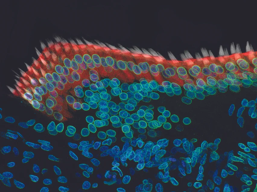 An image taken at 40x magnification using a confocal microscope in the Stefan Heller lab shows a 7-day-old chicken cochlea. Credit: Amanda Janesick, Ph.D.