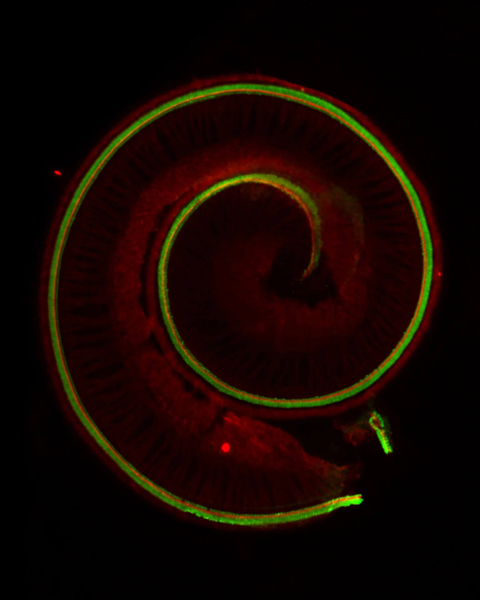 Groves hair cells 002.jpeg
