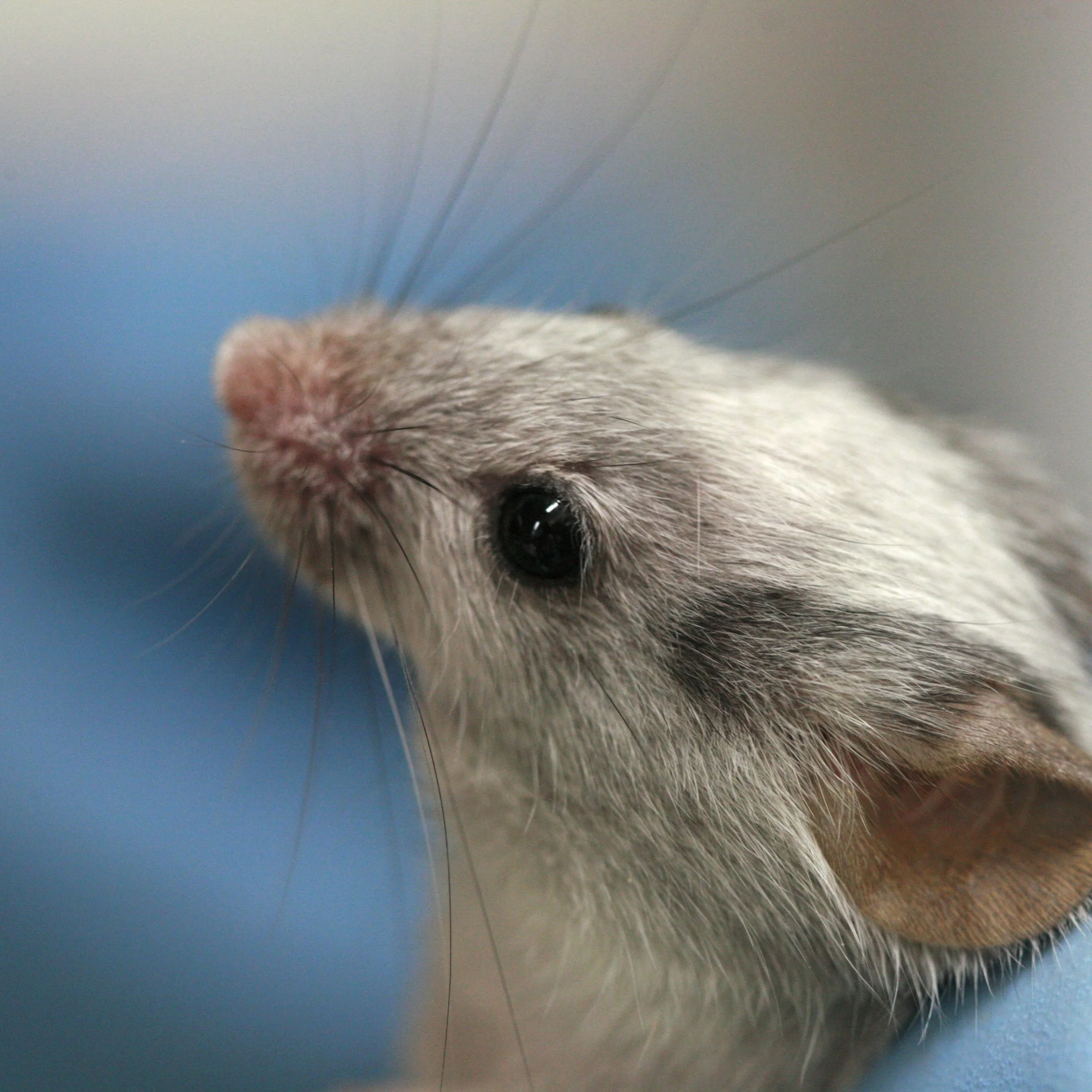 lab-mouse.jpg
