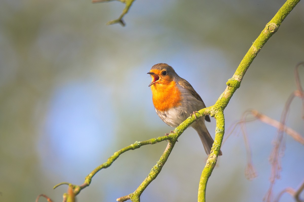 singing bird.jpg
