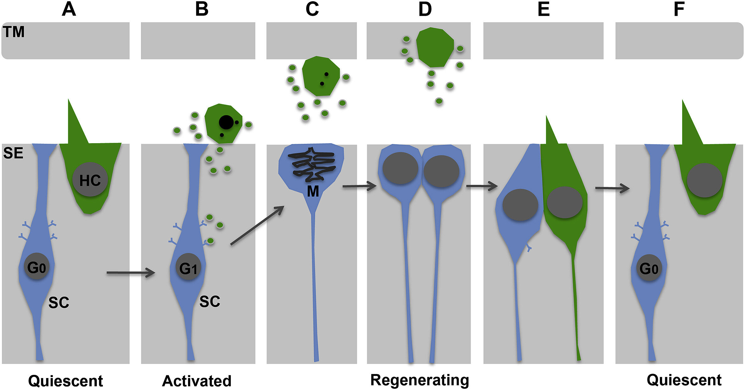 Molecule Required for the Regeneration of Auditory<br/>Hair Cells