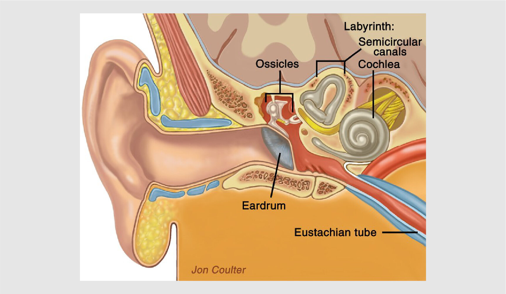 Your Ears May Reveal Clues About Your Health | LeMay Hearing & Balance |  Blog