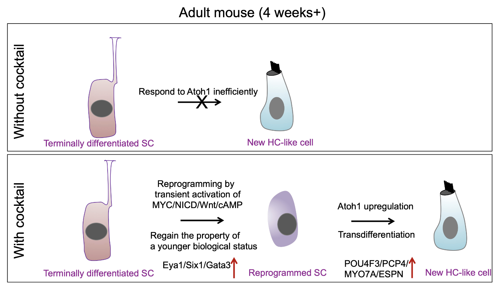 Drug-Like Molecules Regenerate Hair Cell-Like Cells in Adult Mice — Hearing  Health Foundation