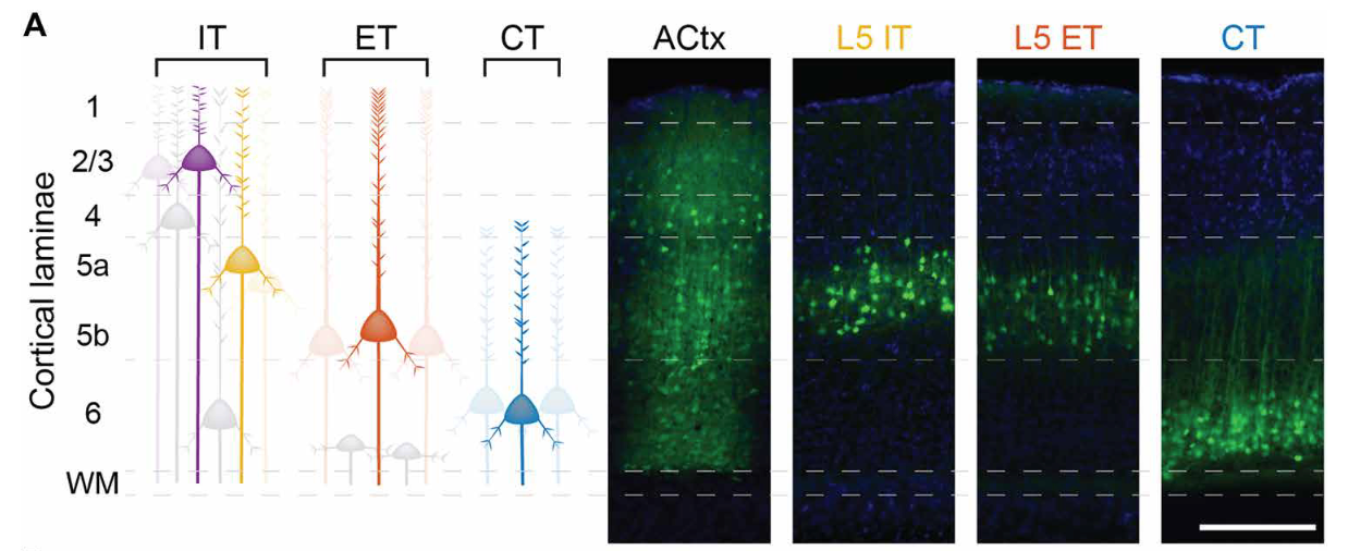 ross williamson science advances.png