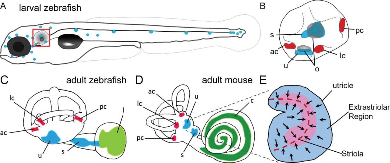 Inner Ear Cell Types Between Fish and Mammals Show Similarities — Hearing  Health Foundation