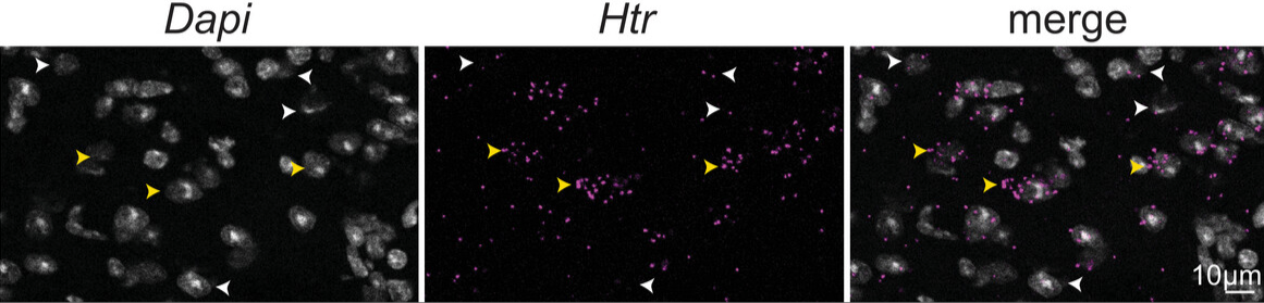marina silveira serotonin.png