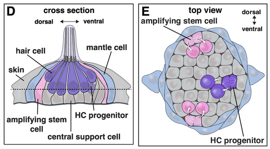 Zebrafish Gene Discovery Reveals Clues for Hearing Restoration ...