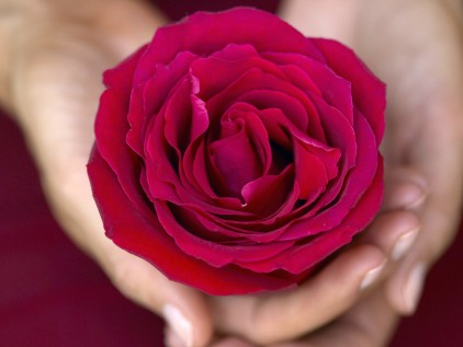 rose-in-hand.jpg