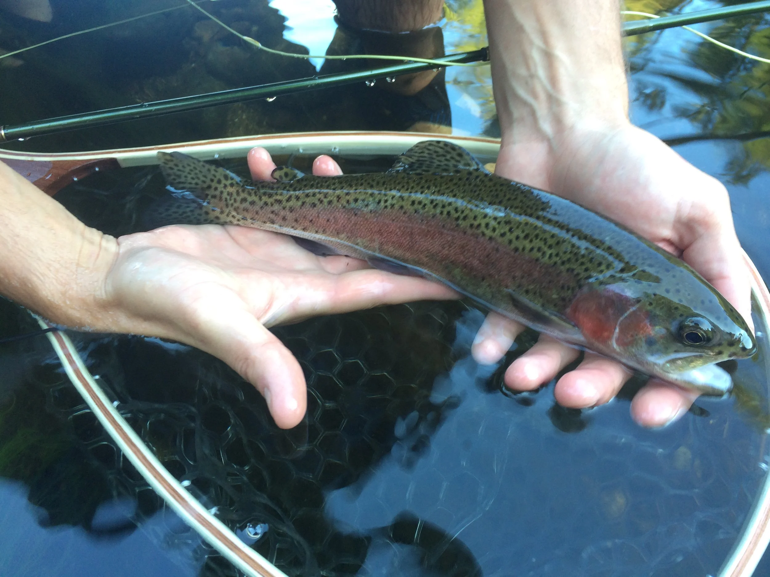 Fish24.JPG