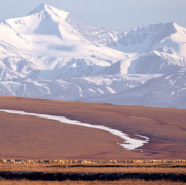 ANWR-image.jpg