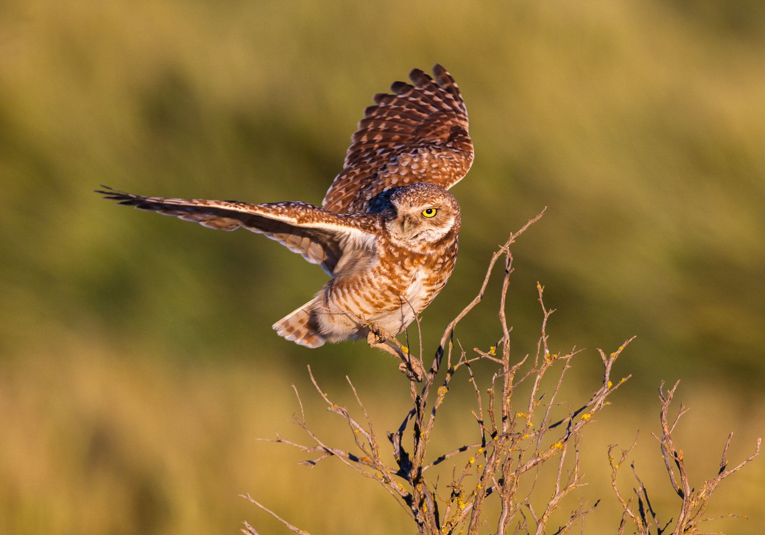  &nbsp;Paul Bannick's startling images reflect behaviors shared by all owls, as well as some surprising exceptions and adaptations. 