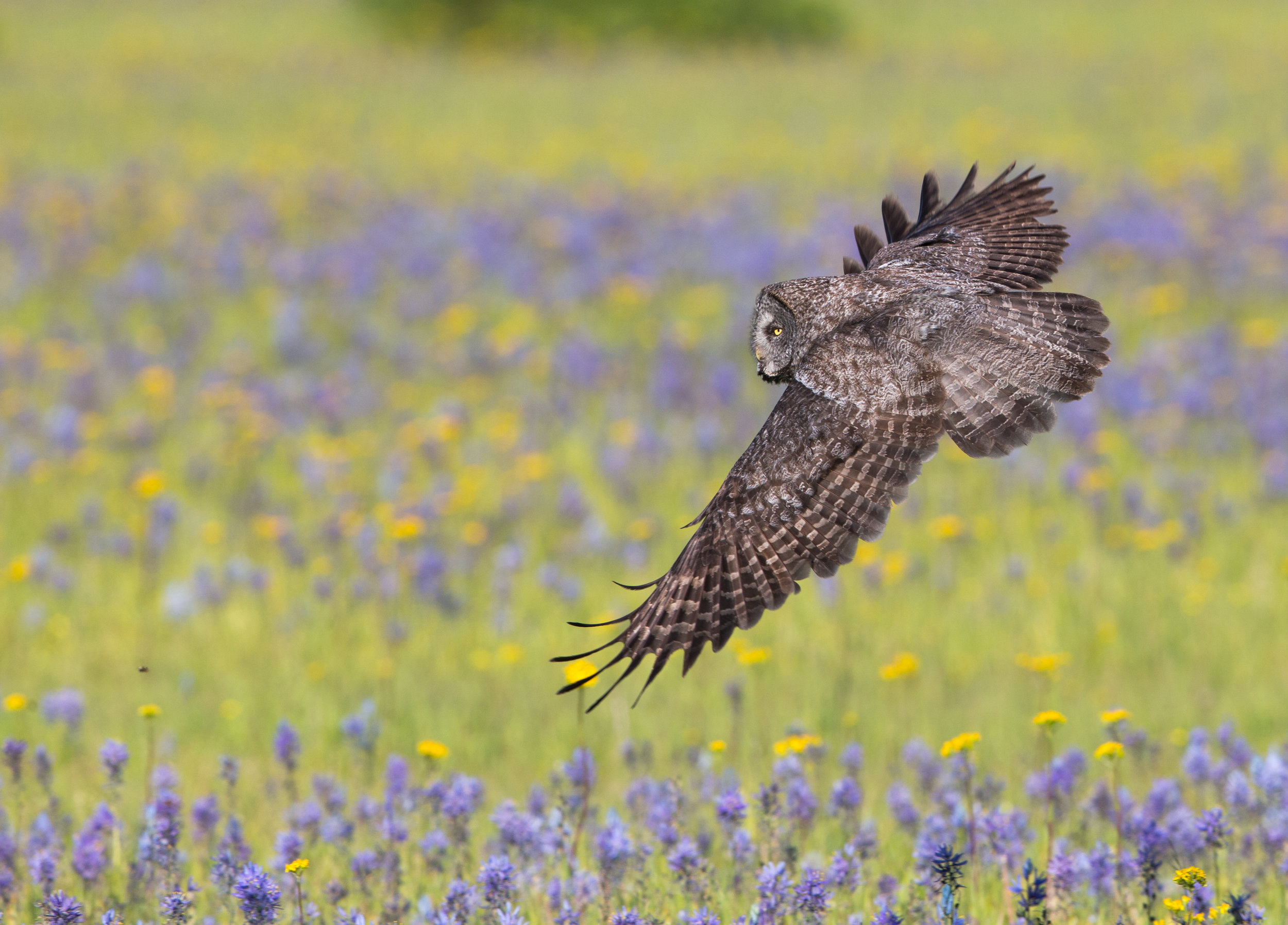 All 19 species found in Canada and the United States are featured in photos and narrative throughout the book, with a special focus on the Northern Pygmy-Owl, Burrowing Owl, Snowy Owl and Great Gray Owl (shown above). 