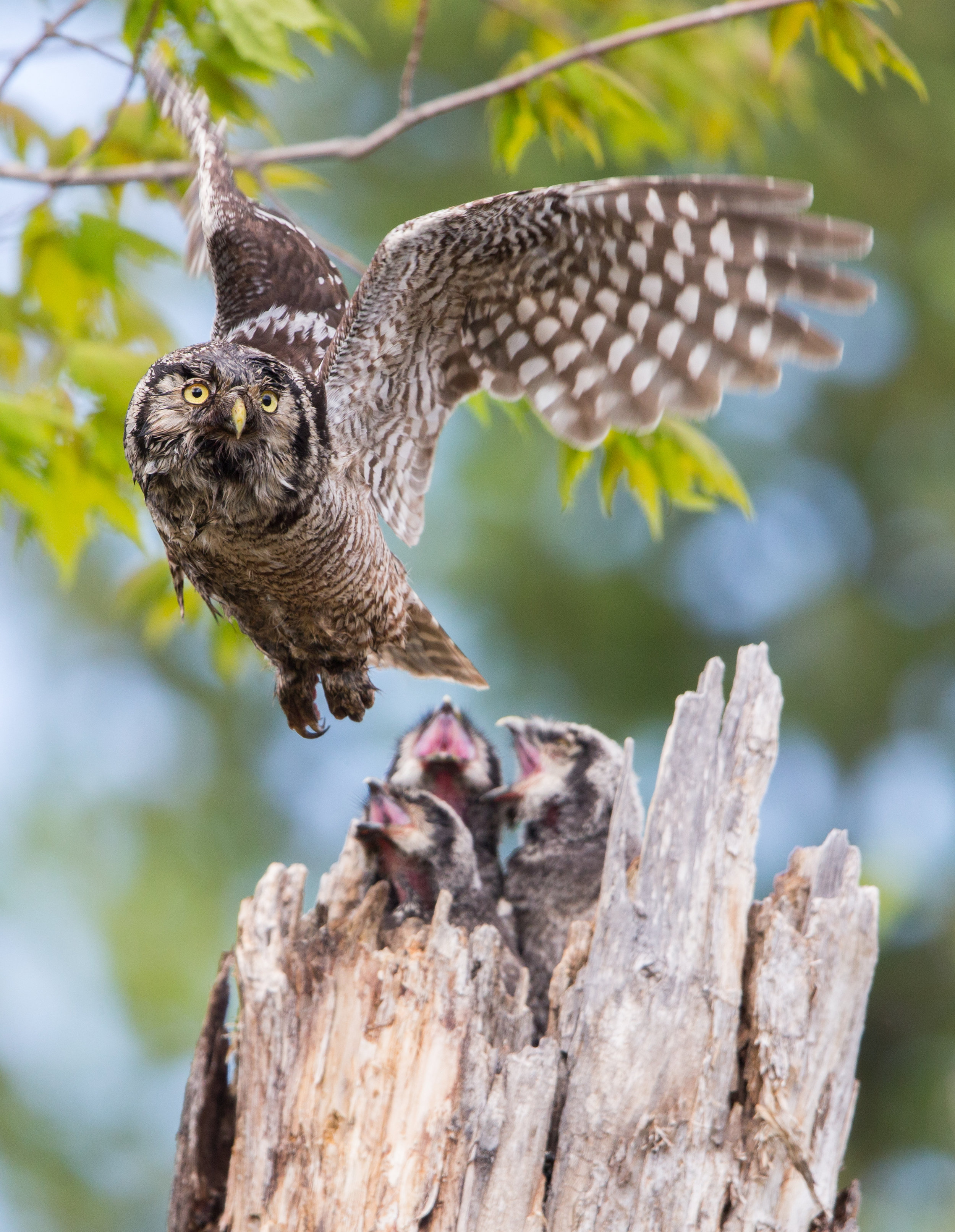  &nbsp;The four featured owl habitats--forest, grassland and steppe, boreal, and Arctic--each reveal wildly rich stories of their own. 