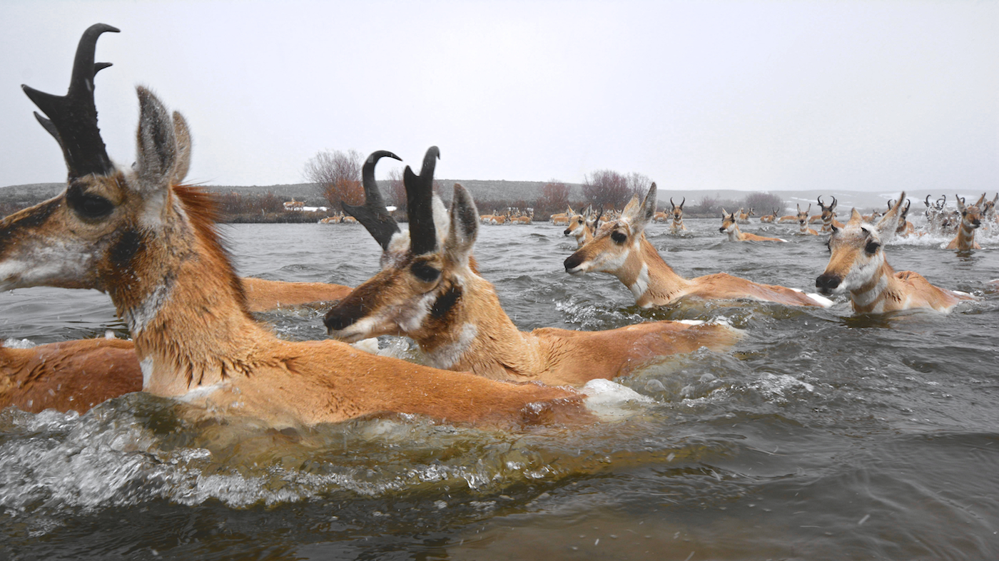  The natural world presents many challenges along these hooved mammal's migration routes.&nbsp; 