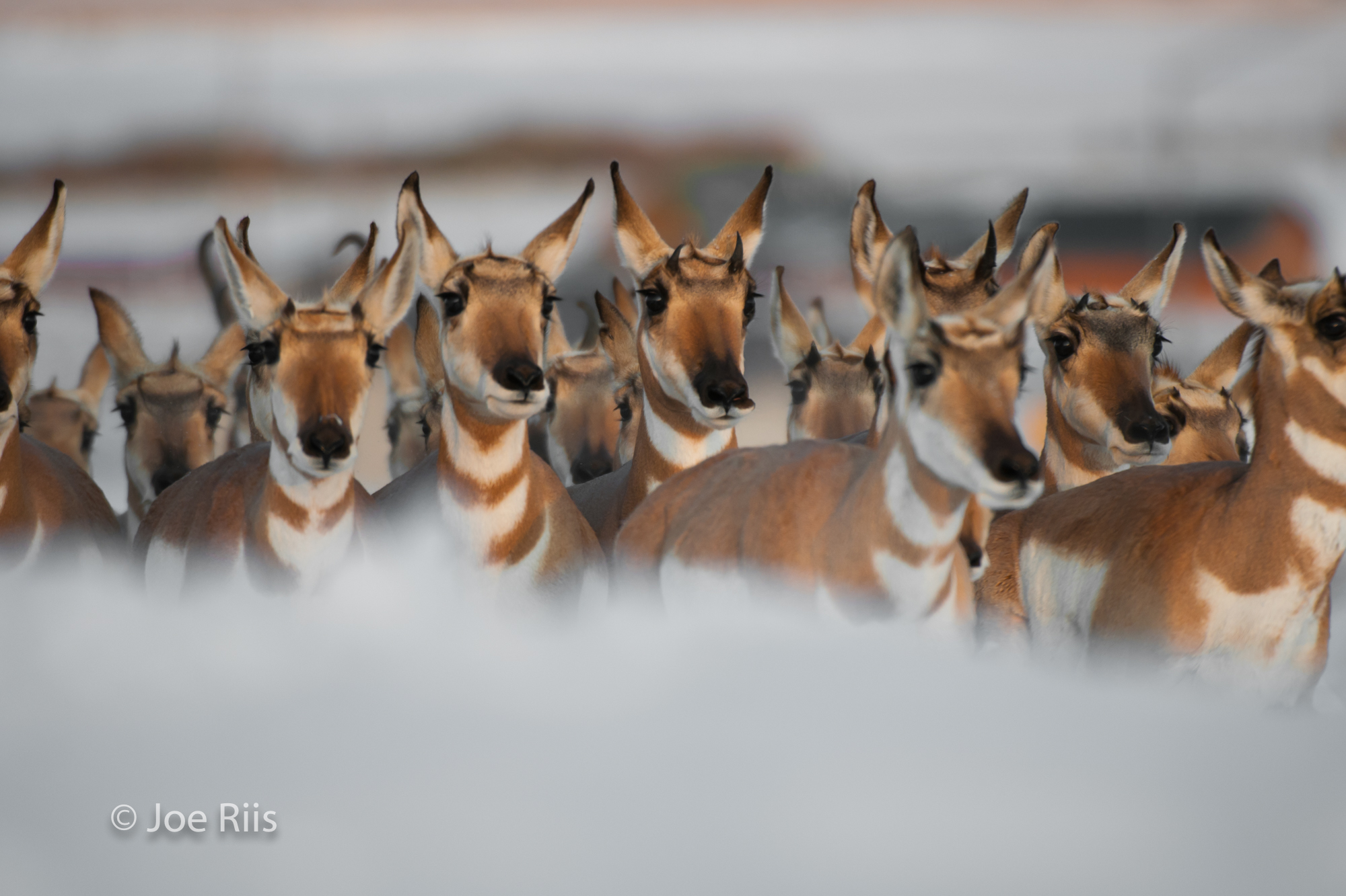  As snows begin to fall each autumn, pronghorn gather and begin their trek back to their Upper Green River valley winter range. They must reach and cross the divide between the Green and Gros Ventre rivers before snow blocks their way.  Their migrati