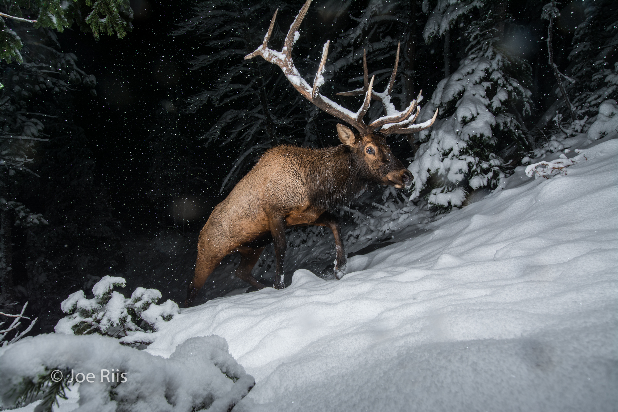  With stout, muscular bodies and durable hooves, elk are built to migrate.&nbsp;  The bull elk above was photographed moving through Eagle Pass, on the south boundary of Yellowstone National Park, on October 1, as fall turned to winter. 