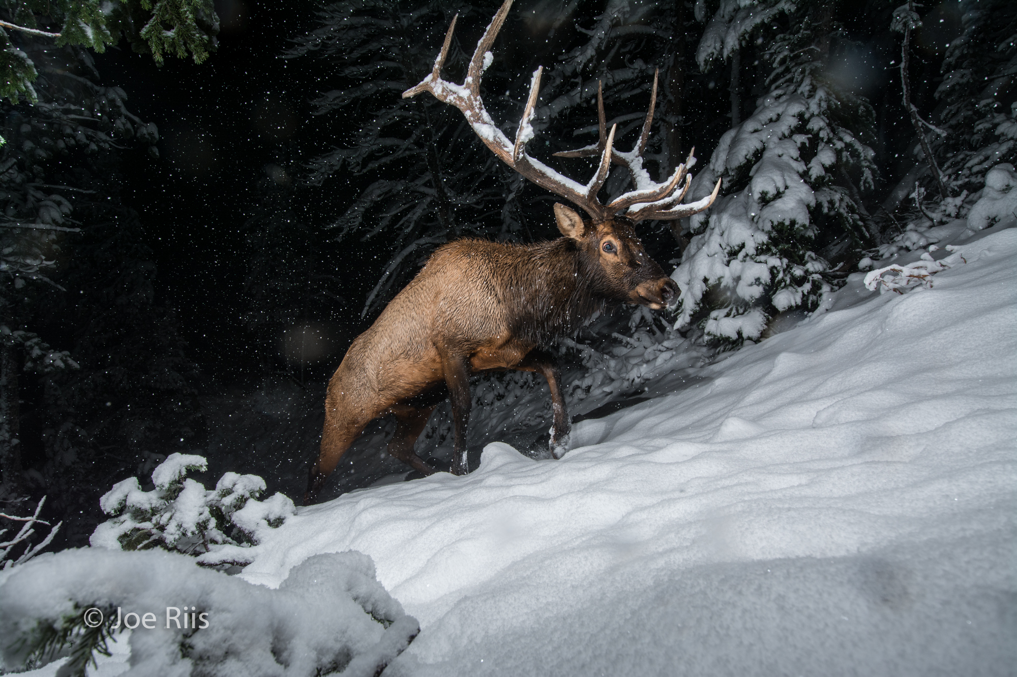 With stout, muscular bodies and durable hooves, elk are built to migrate. The bull elk above was photographed moving through Eagle Pass, on the south boundary of Yellowstone National Park, on October 1, as fall turned to winter.