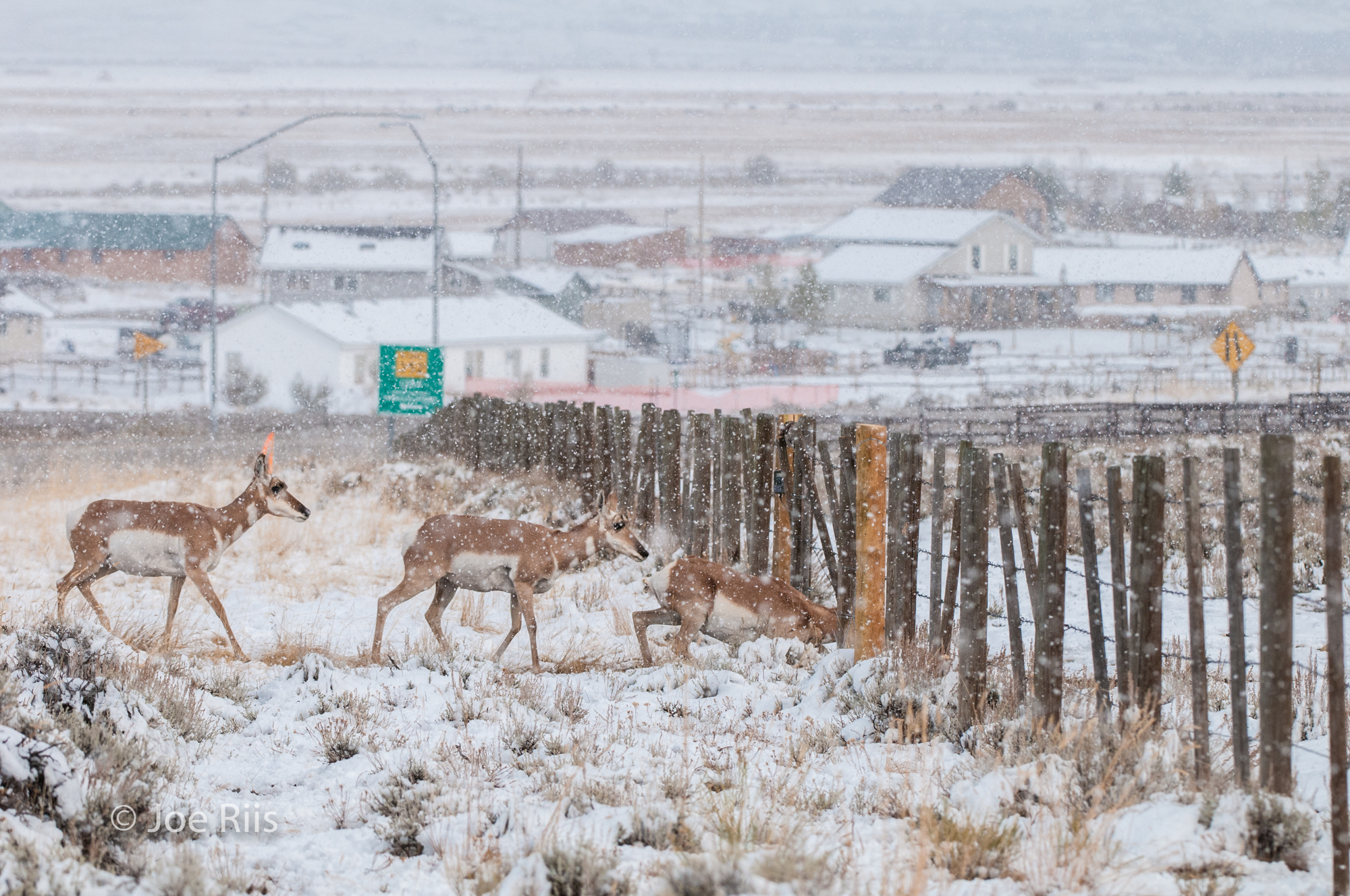  People have also put unnatural challenges in front of these animals, in the form of fences, highways, climate change, habit fragmentation and more. These are the challenges that we can address, through scientific research, cooperation and innovation