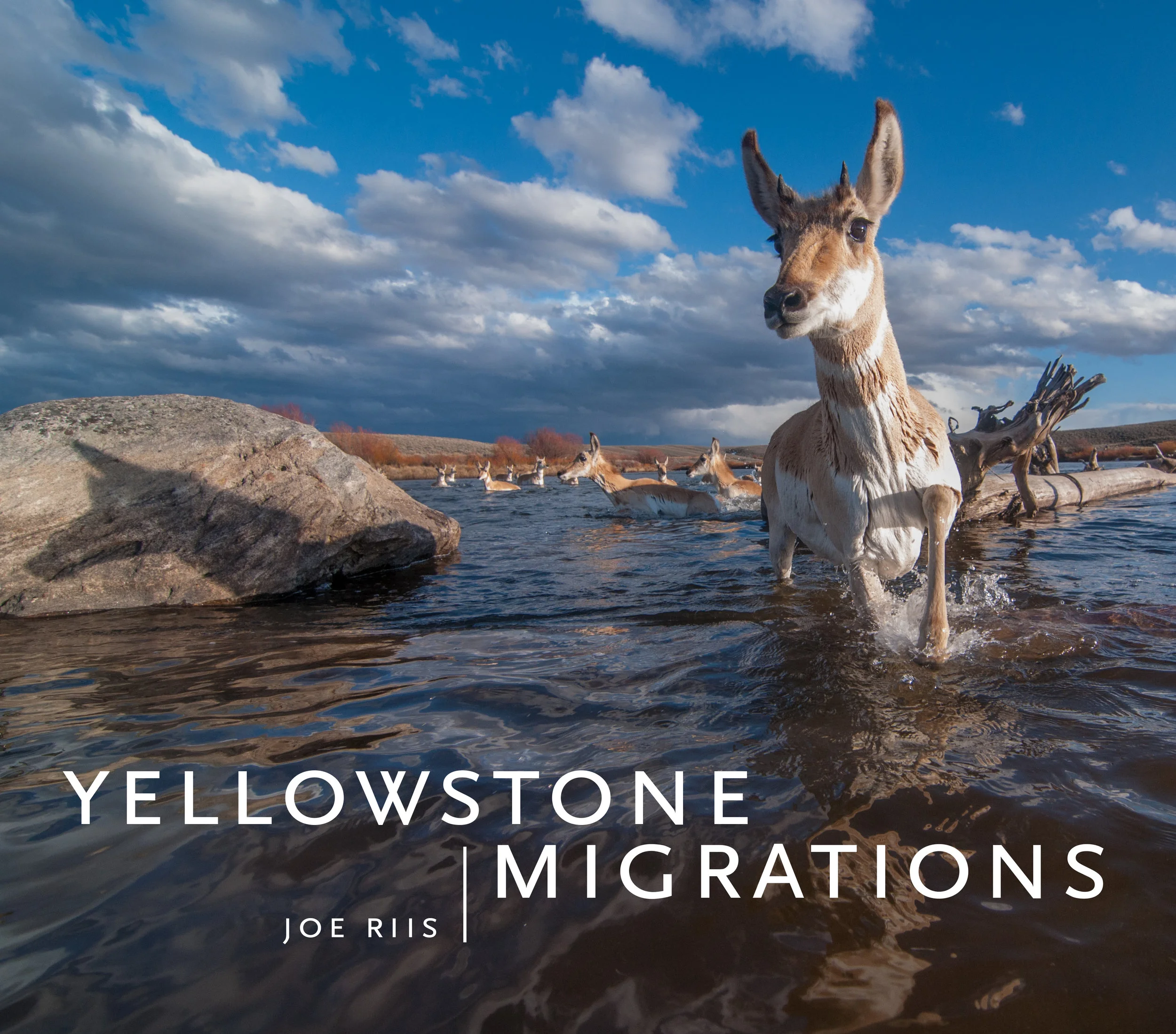 Yellowstone Migrations