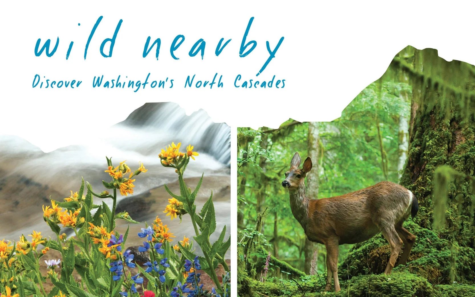 wild-nearby-invite-header52826.jpg