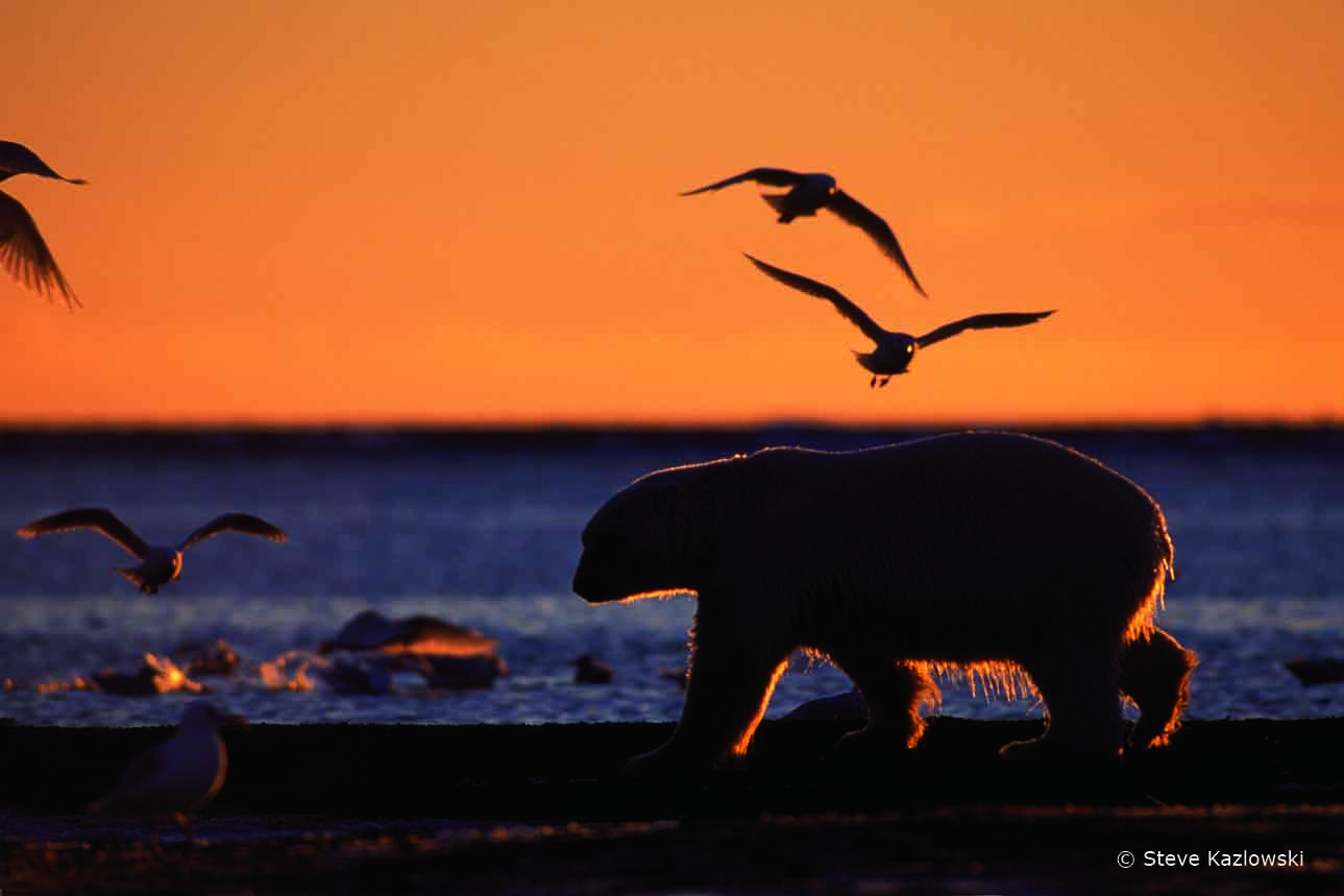 Polar Bear Gulls_Steve Kazlowski_WEB.jpg