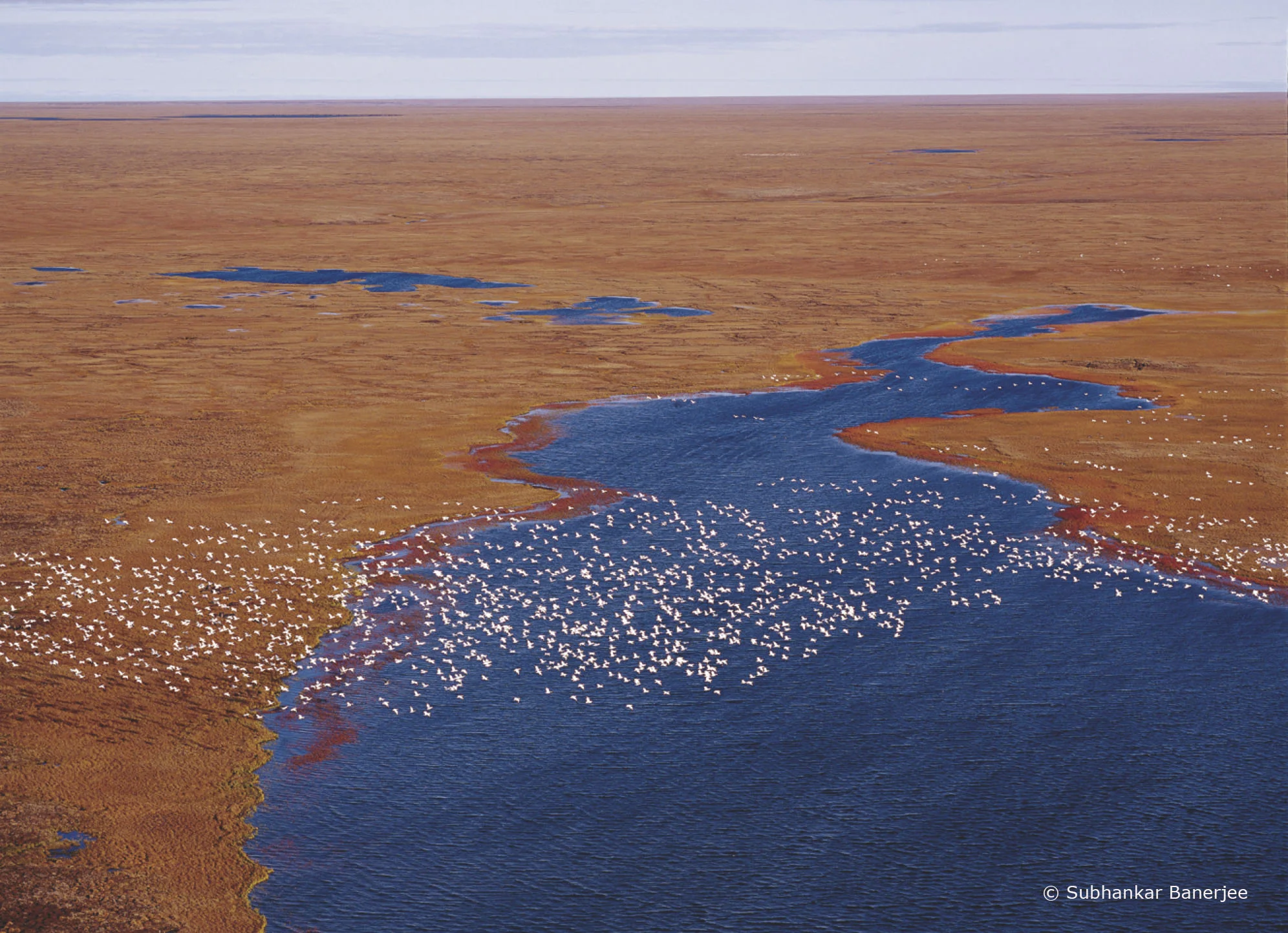 Snow geese_Banerjee_WEB.jpg