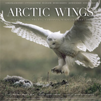 Arctic Wings.jpg