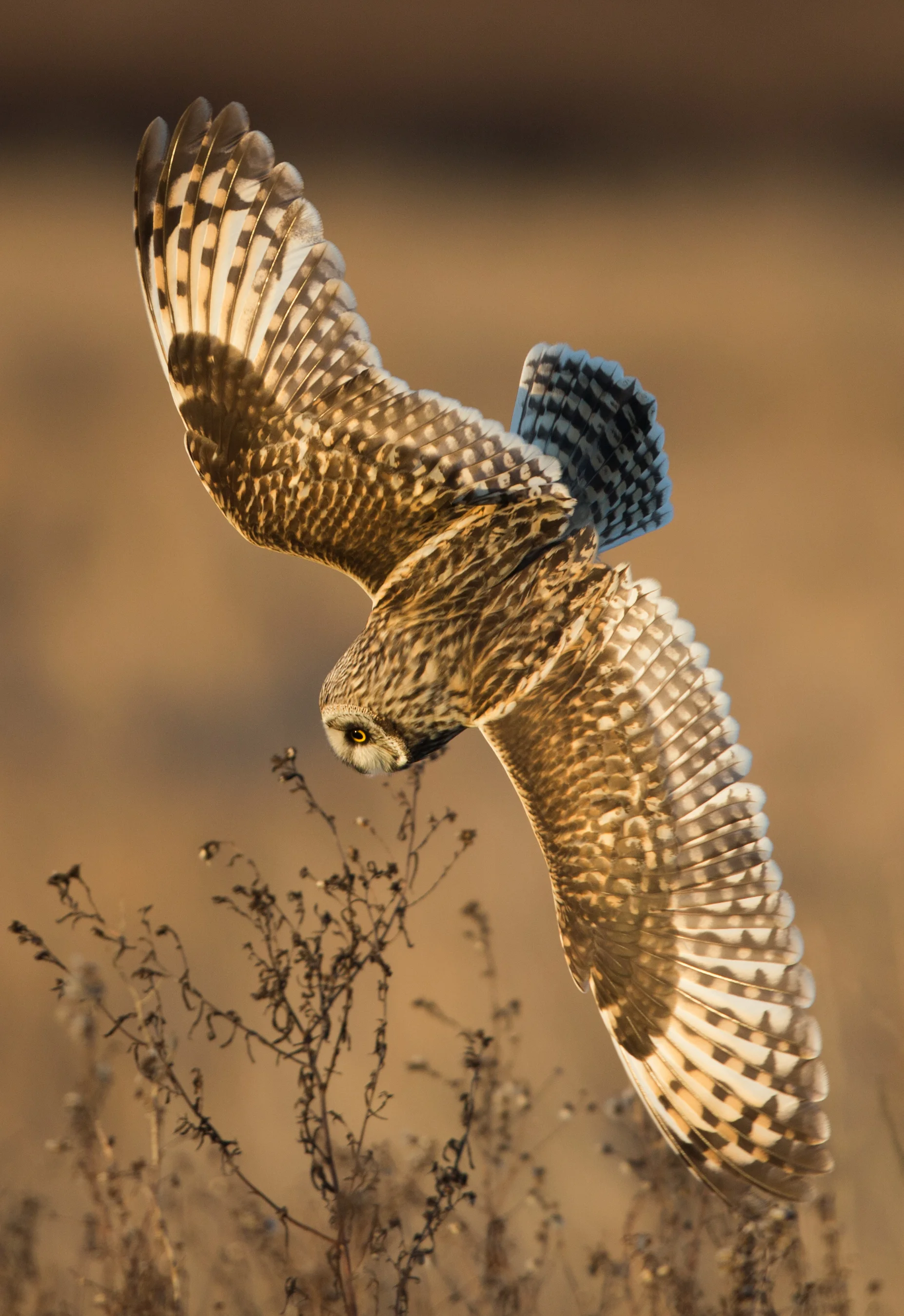 Paul Bannick, A Year in the Life of North American Owls