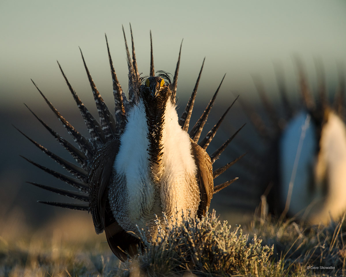 Sage-grouse Plumage