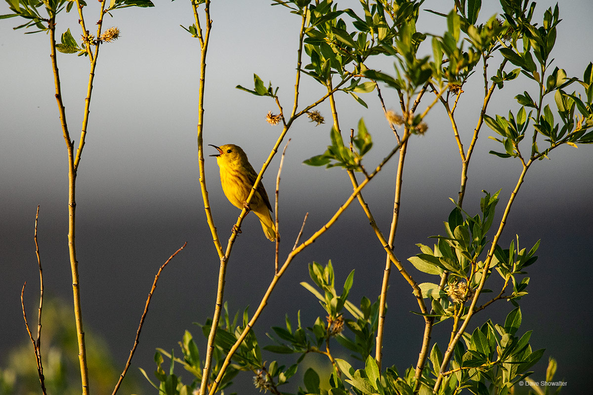 Yellow Warbler Song (Copy)