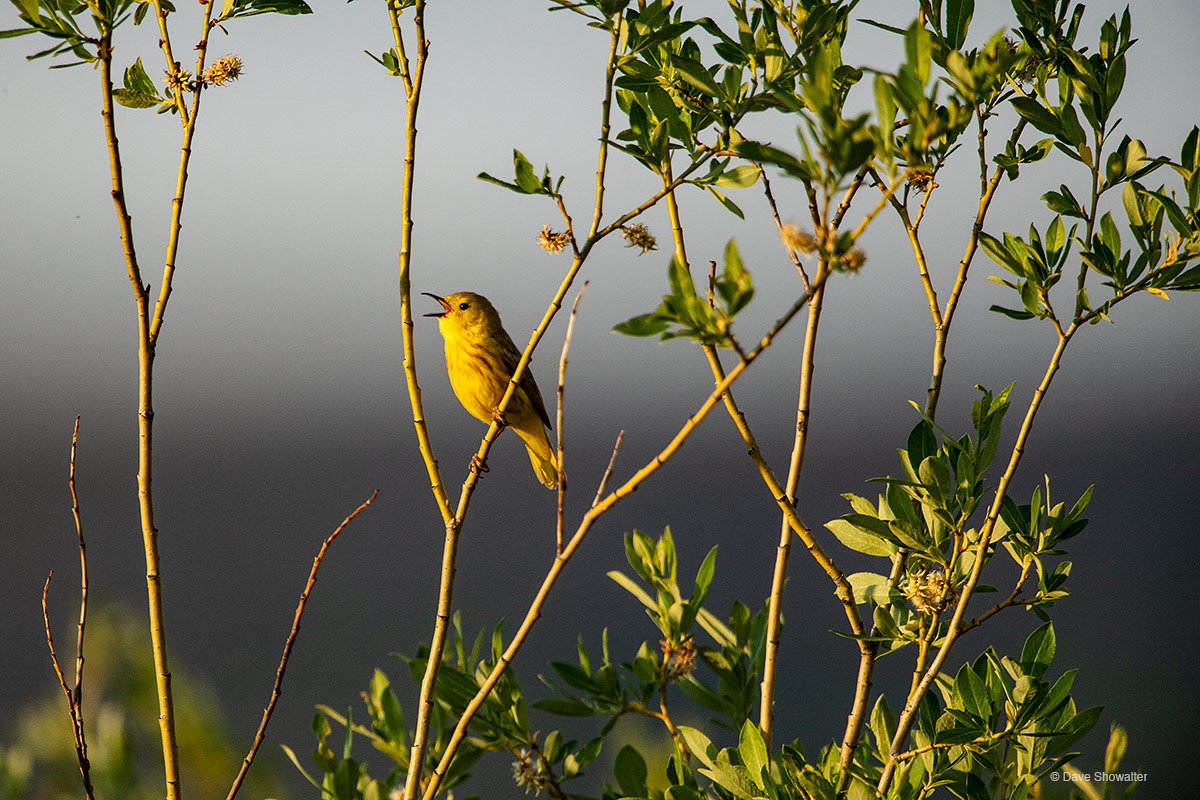 Yellow Warbler Song