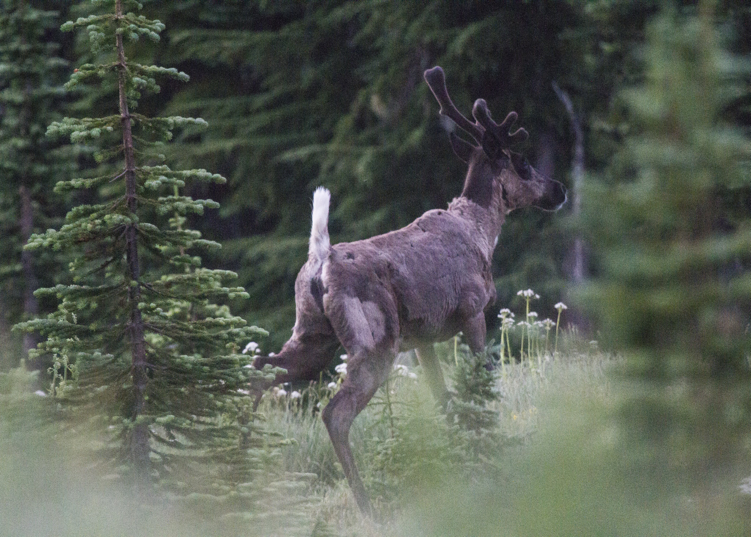 Caribou Rainforest at REI Spokane with Bart George, Kalispel Tribe