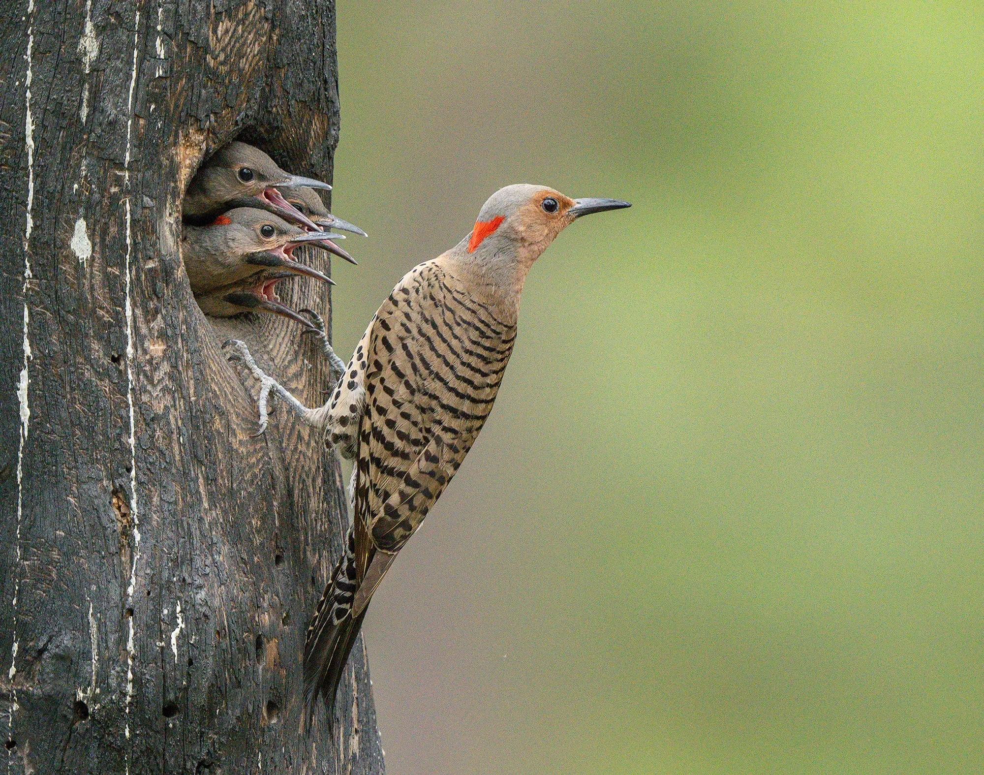 NorthernYellow-shaftedFlicker2147-1.webp