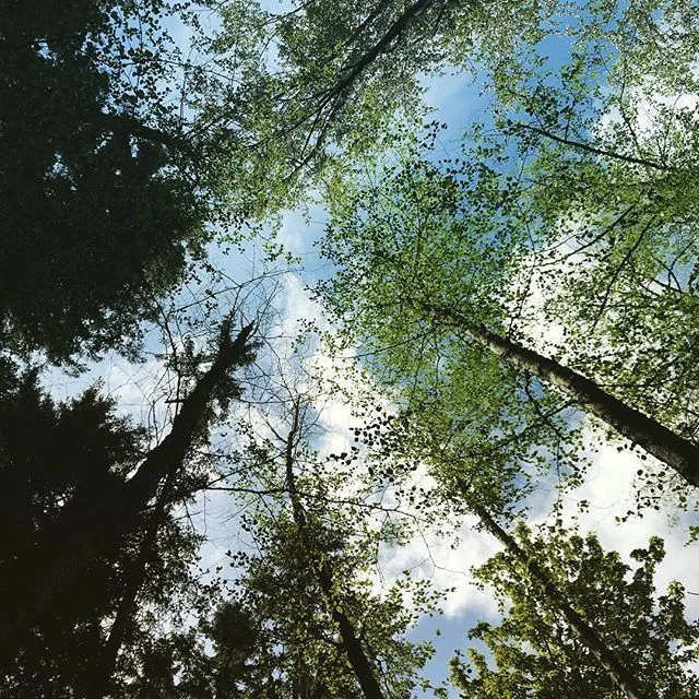 31210846_1748280628564196_8171168271253372928_n.jpg