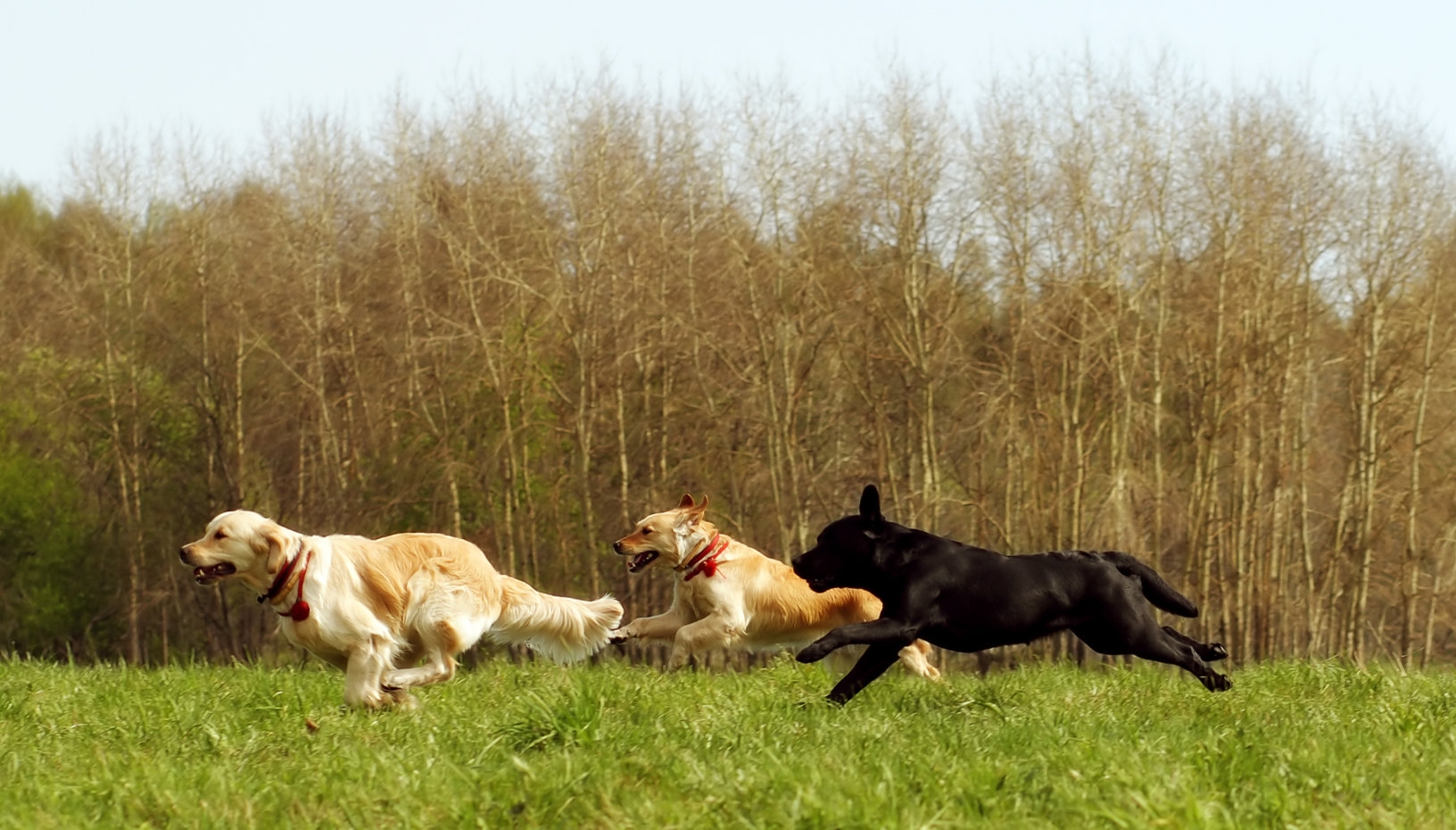 What Is Pack Mentality Dog