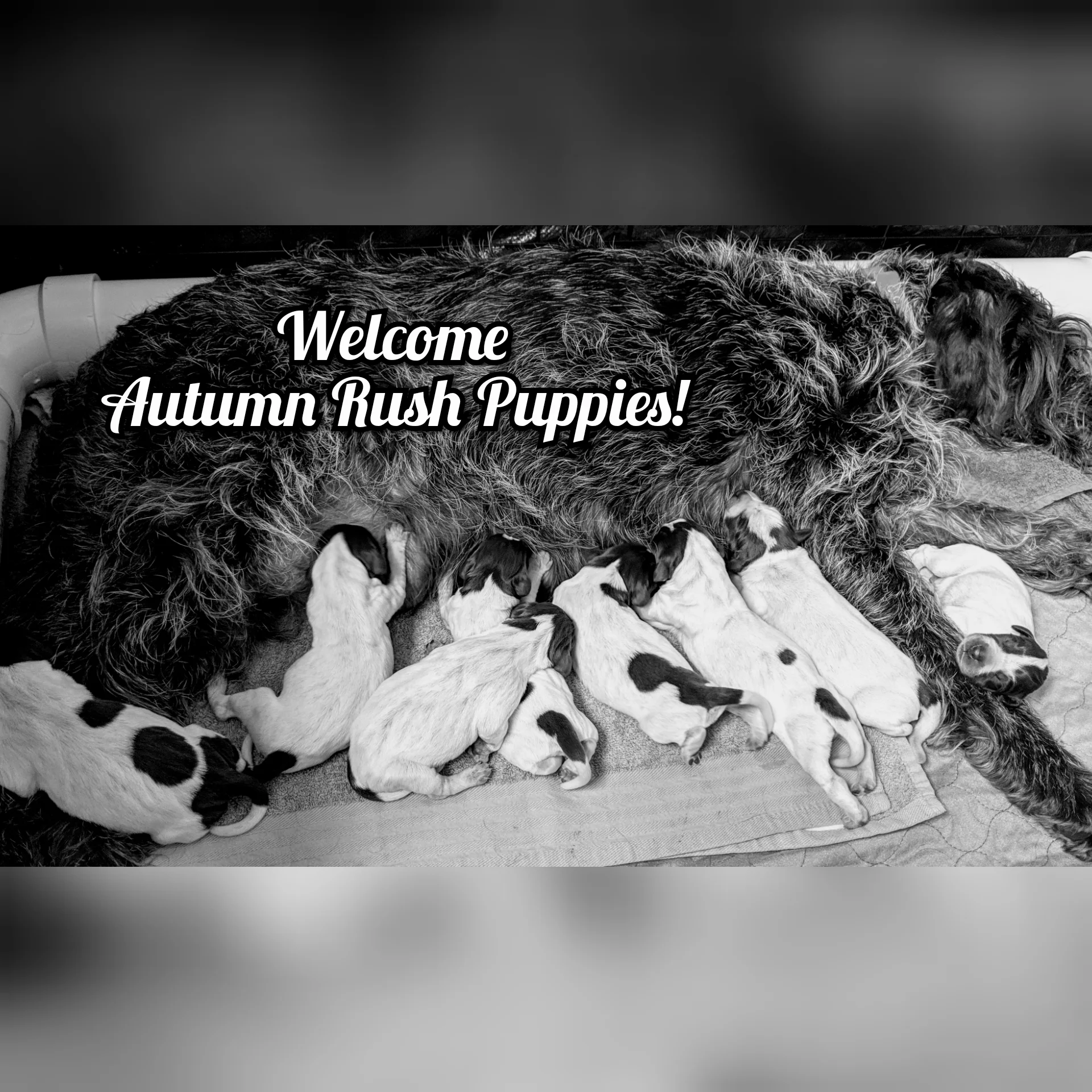 Autumn Rush “Famke” VD Wielervelden & Igor VD Weilervelden’s Litter Born April 25th, 2019 Please submit your application or get in touch for more information!