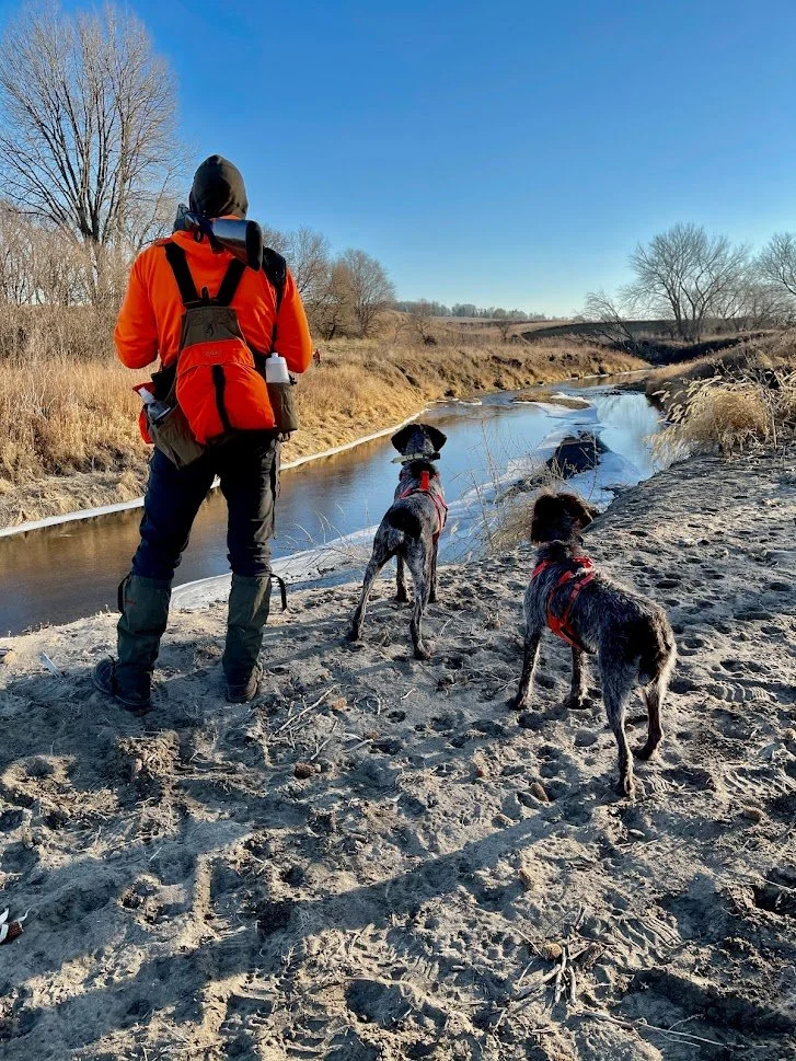 oak hills wirehaired pointing griffons