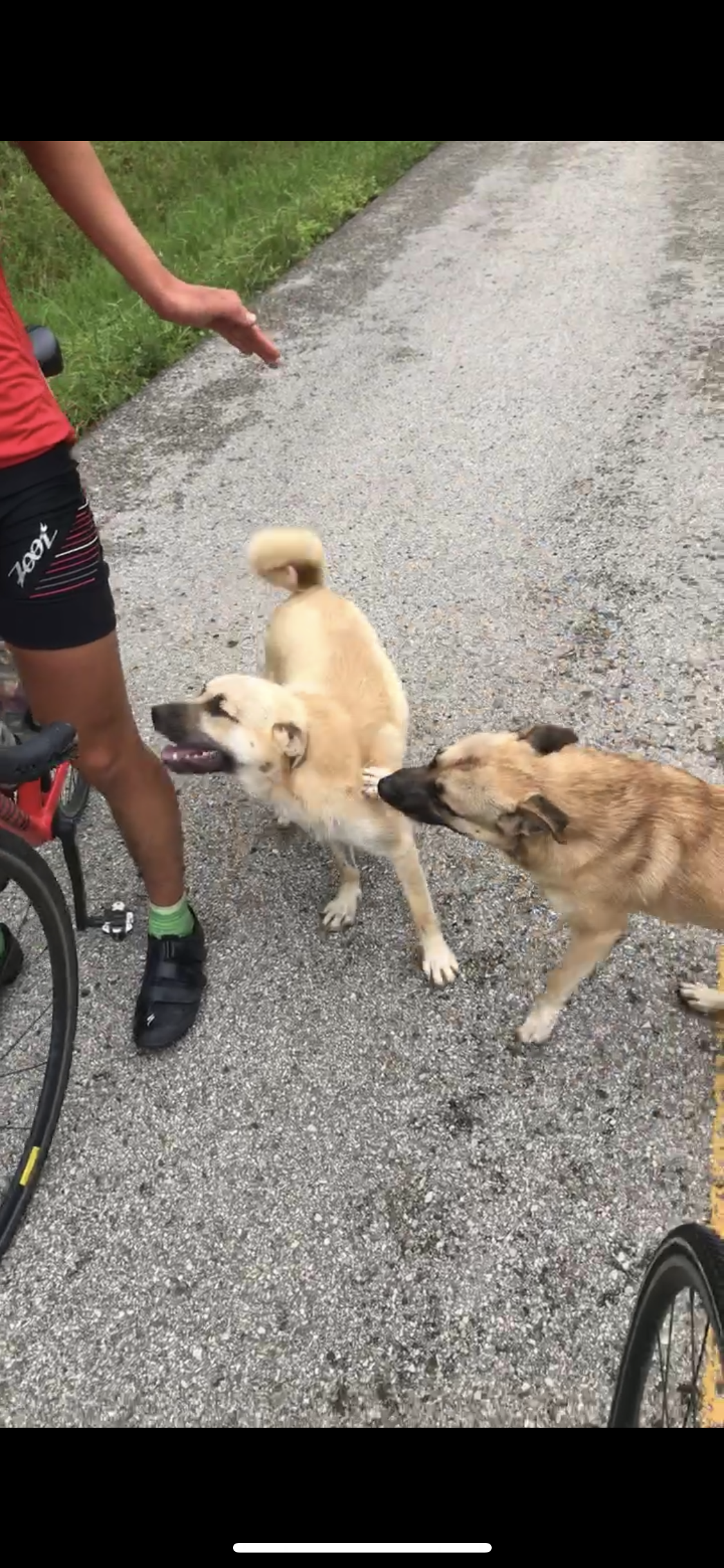 Doggos