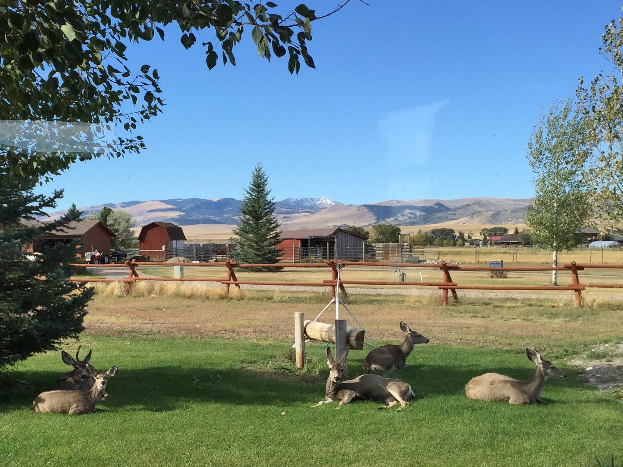 Angler's Rest Deer herd.jpg