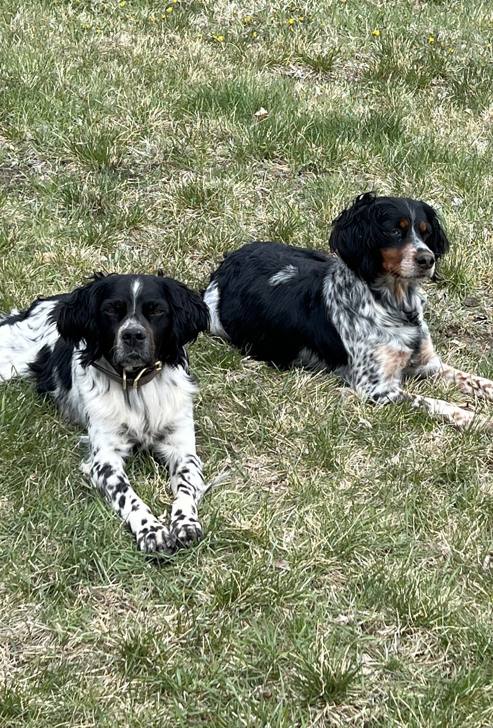 Tux and Trinity Sire and Dam.jpeg